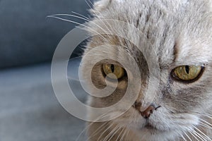 close up portrait gray tabby scottish fold eared cat sitting on gray sofa