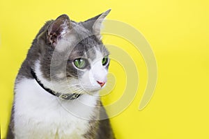 Close-Up Portrait Of gray white Cat