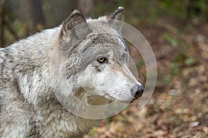 Close-up Portrait of Gray Wolf