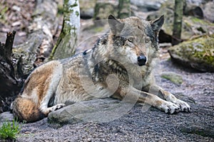 Close-up portrait of gray wolf in the forest