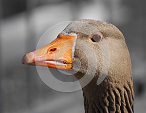 Graylag Goose