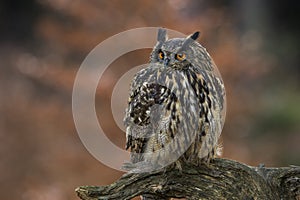 Close-up portrait of a great strong brown owl with huge red eyes on a red and green trees background.