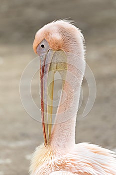 Close up portrait of The great white pelican Pelecanus onocrotalus with pink feathers in spring season