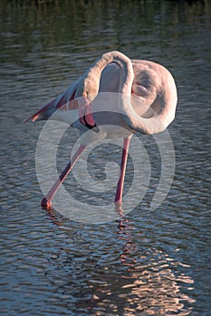 Close up portrait of a Greater Flamingo Phoenicopterus roseus in the Camargue, Bouches du Rhone, France