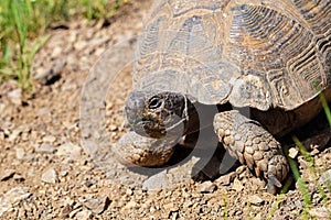 Portrait of The Greek tortoise , Testudo graeca ibera