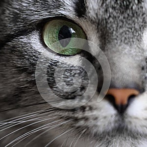 Close-up portrait of green eye of American shorthair cat of grey color.