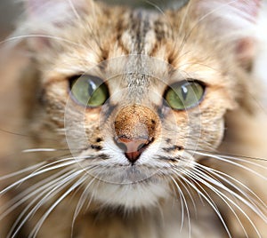 Close-up portrait of green-eyed cat.