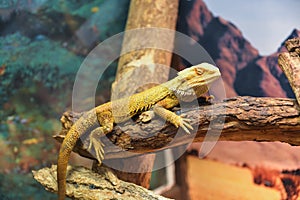 Close up portrait green Iguana on branch with beautiful nature background