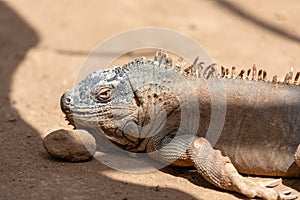 Close up portrait of a green iguana iguana iguana