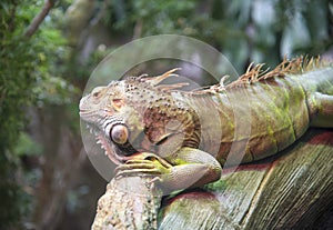 Close-up portrait of a Green iguana Iguana iguana.