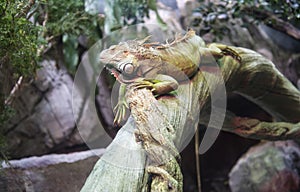 Close-up portrait of a Green iguana Iguana iguana