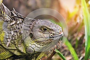 Close up portrait green iguana Iguana iguana resting in natural