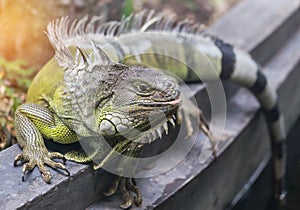 Close up portrait green iguana Iguana iguana resting in natural