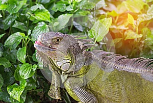 Close up portrait green iguana Iguana iguana resting in natural