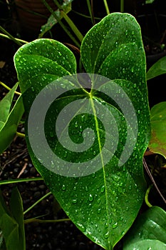 Close-up portrait of a green leaf with water drops. Beautiful and preserved nature