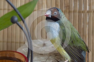 A close-up portrait of green red-headed Gouldian Finch. Against a background of bamboo.