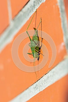 A close up portrait of a green speckled bush cricket or leptophyes punctatissima grashopper sitting on a red brick wall on a sunny