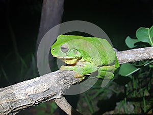 Close-up portrait of Green Tree Frog Ranoidea caerulea sitting on branch Litchfield National Park, Australia