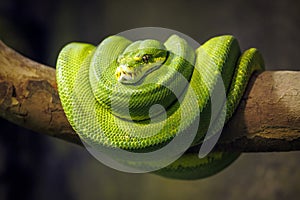 Close up portrait of a Green tree python
