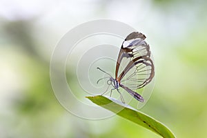Close up of Greta oto, the glasswinged butterfly photo
