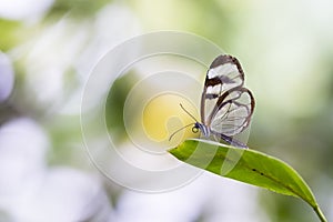 Close up of Greta oto, the glasswinged butterfly photo