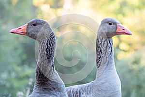 Close-up portrait of grey Anser anser geese in a countryside far