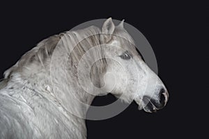 Grey belarusian draft gelding horse isolated on dark black background photo