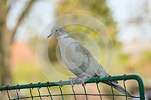Close up portrait of a grey Eurasian collared dove