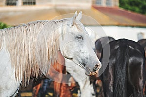 Grey horse with a long mane in the paddock near the stable