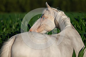 Close up portrait of grey mare in corn field