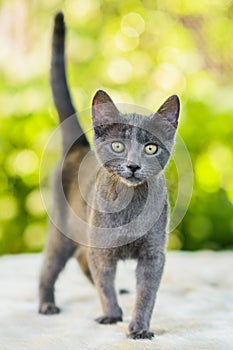 Close up portrait of grey russian blue kitten looking straight at camera