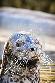 Close up portrait of a grey seal