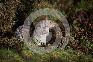 Close up portrait of a grey squirrel