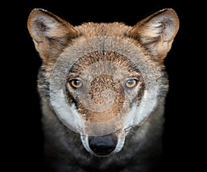 Close up portrait of a grey wolf Canis Lupus