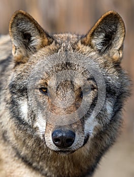 Close up portrait of a grey wolf Canis Lupus