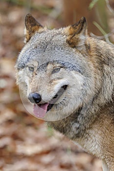 Close up portrait of a grey wolf Canis lupus