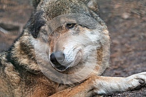 Close-up portrait of grey wolf in the forest