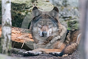 Close-up portrait of grey wolf lying on the ground