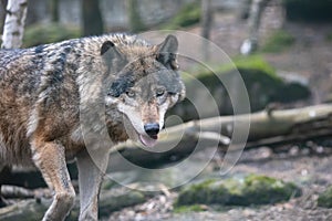 Close-up portrait of the grey wolf with open mouth in the forest