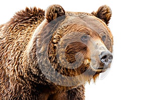 A close-up portrait of a grizzly bear against a white background