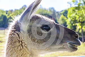 Close-up portrait of Guanaco Lama guanicoe