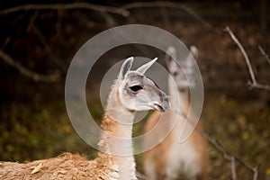 Close up portrait of Guanako llama photo