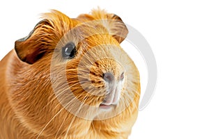 A close-up portrait of a guinea pig against a white background