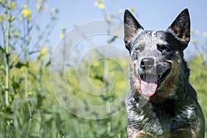 Close-up portrait of happy Australian Cattle Dog