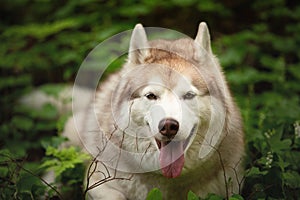 Close-up Portrait of happy and beautiful dog breed siberian husky lying in the green forest