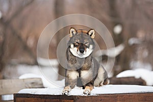 Close-up portrait of happy and beautiful japanese dog breed shikoku lying outside in winter