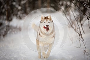 Close-up Portrait of happy and crazy siberian husky dog with tonque hanging out running on the snow in the winter forest