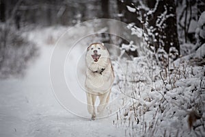 Close-up portrait of happy and funny dog breed siberian husky running on the snow in the winter forest