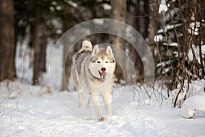 Close-up Portrait of happy and funny siberian husky dog with tonque hanging out running on the snow in the winter forest