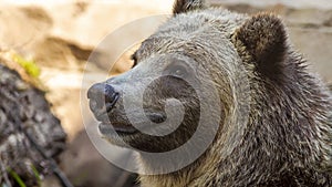 Close up portrait of a happy grizzly bear